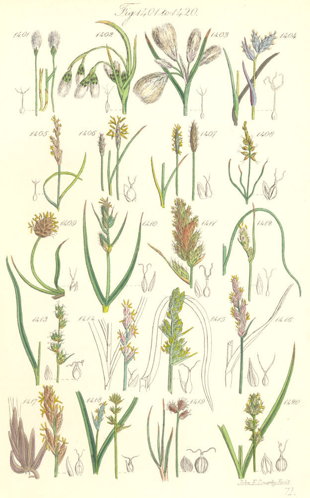 WILD FLOWERS.Cotton-grass.Prickly Flea Curved Sea Brown Marsh Sedge.SOWERBY 1890